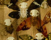 cicada swarm